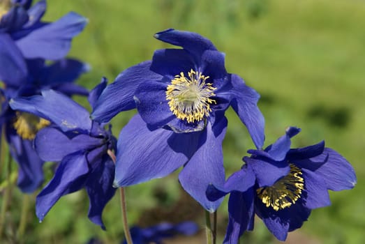 Aquilegia glandulosa is a rare Columbine species, blooming in the early summer. 