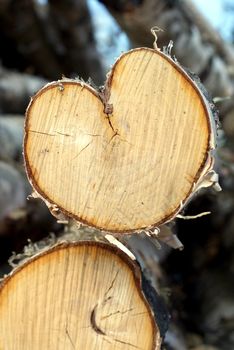 A heart shaped birch log in a logstack. Photographed in Salo, Finland.
