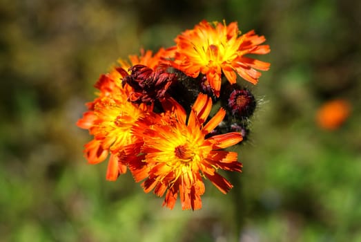 The orange flowers of Pilosella aurantiaca or Hieracium aurantiacum against green background. Photographed in Muurla, Finland in July 2010.