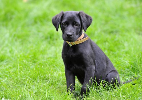 9 weeks old puppy