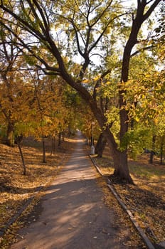 Autumn road in the park. Fallen yellow leaves. Autumn landscape