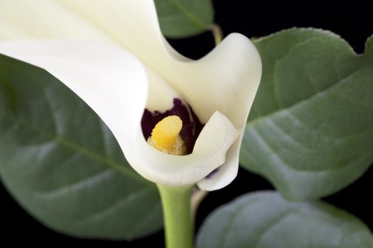 Closeup of calla lily bloom.