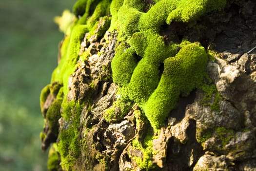 Green moss on a tree at day