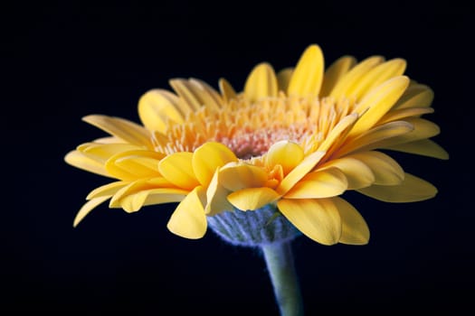 Gerberas daisy on black background.