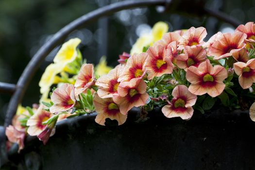 Colorful pink red and yellow Calibrachoa flowers in hanging metal pot just after a rainfall.