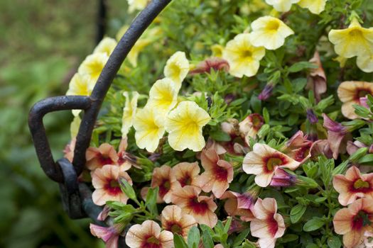 Colorful calibrachoa flowers in metal pot jsut after a rain shower.