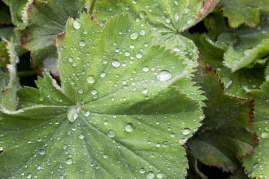 Green leaf covered in water drops.