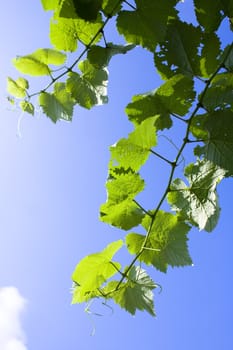 Bright leaf and sky for texture use