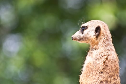 The meerkat or suricate, Suricata suricatta, is a small mammal belonging to the mongoose family.
