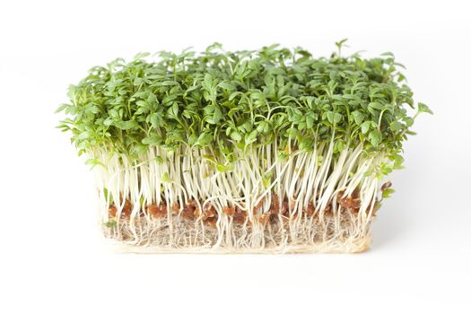 Fresh sprouts with roots on white background.