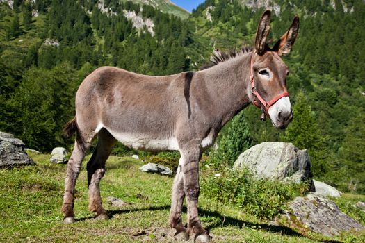 Orsiera Park, Piedmont Region, Italy: a donkey free in the park