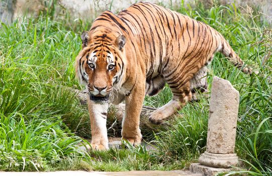 A hungry tiger looking for food in a private zoo, Italy