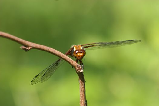 Broad-bodied Chaser (Libellula depressa) - female on a branch