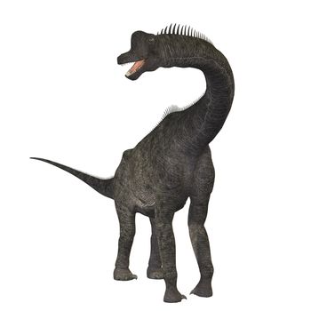 The Brachiosaurus dinosaur was a sauropod from the Jurassic Period. Its forelimbs were much longer then its hind limbs giving it the look of the modern giraffe. This herbivore browsed the treetops in North America.