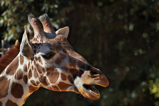 Brown spotted griraffe head with purple tongue and soft focus forest of trees