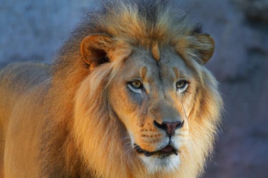 Close up of lions head looking to the right with a concrete background