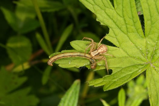 Crab spider (Xysticus cristatus)  - Female on a leaf with a captured caterpillar