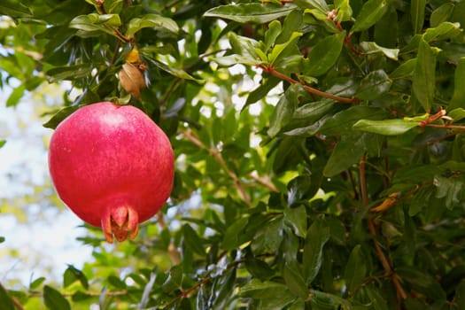 Single red Pomegranate in a Tree with green leaves and sky as background