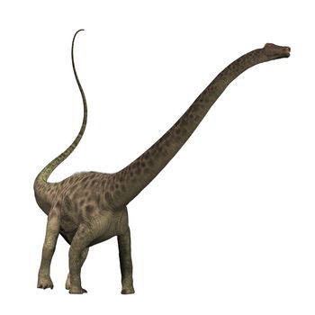 The Diplodocus dinosaur was a herbivore sauropod of the Jurassic Period of Earths history. Its fossils have been found in western North America. With its long neck it had no trouble in reaching the high treetops for foliage. 