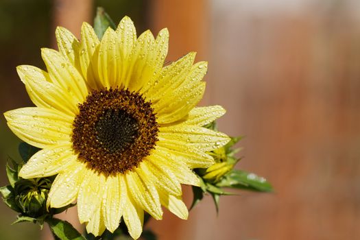 Single yellow sun flower covered in water drops with soft focus brown fence in background