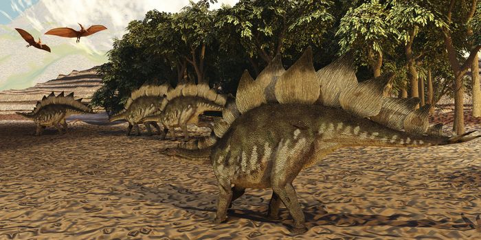 A herd of Stegosaurus walk down a muddy riverbed in search of food while two Pterosaurs fly over them.