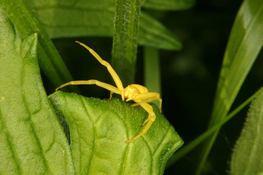 Goldenrod  crab spider (Misumena vatia)  on a leaf 