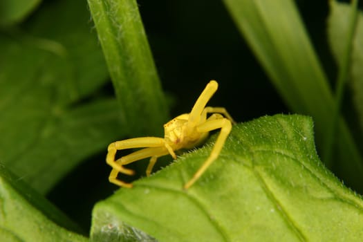 Goldenrod  crab spider (Misumena vatia)  on a leaf 