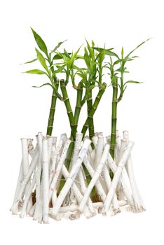 Green bamboo isolated on white background.
