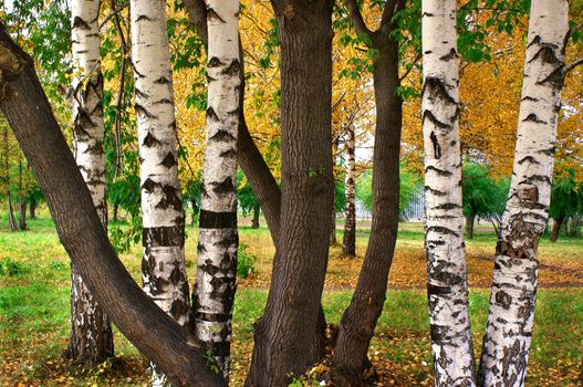 middle of autumn, Indian summer in the south of Western Siberia