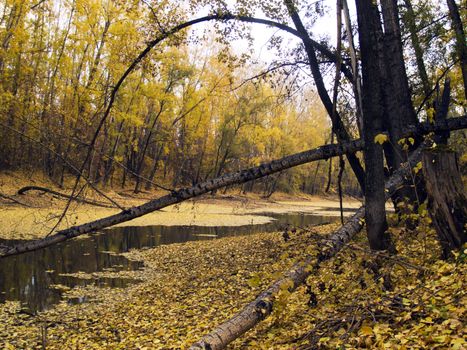 middle of autumn, Indian summer in the south of Western Siberia