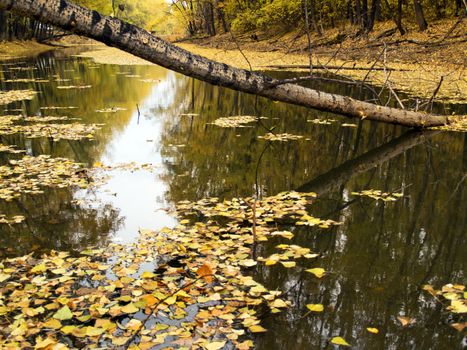 middle of autumn, Indian summer in the south of Western Siberia