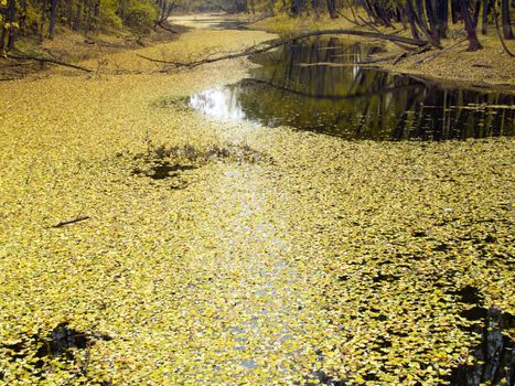 middle of autumn, Indian summer in the south of Western Siberia