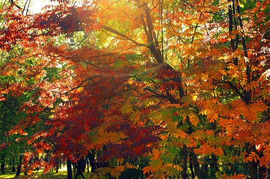 middle of autumn, Indian summer in the south of Western Siberia