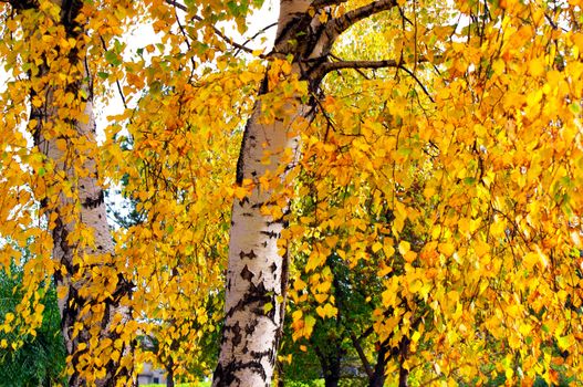 middle of autumn, Indian summer in the south of Western Siberia