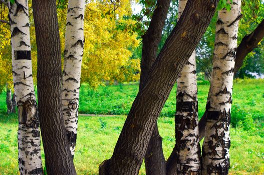 middle of autumn, Indian summer in the south of Western Siberia