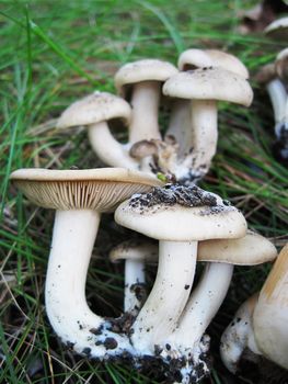 Some white mushrooms over green grass