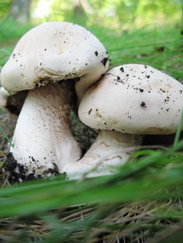 Group of white mushrooms over green grass