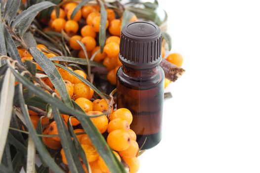 Sea buckthorn oil with berries on white background