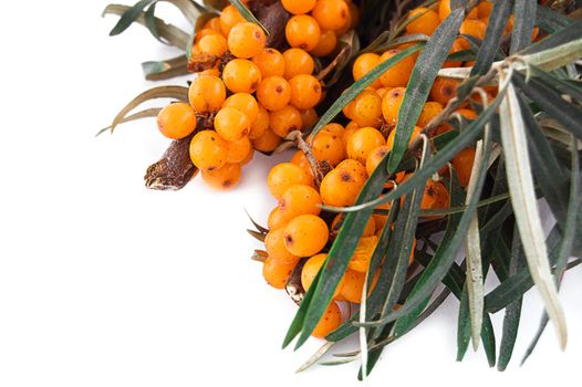 Branch of sea-buckthorn berries on white background