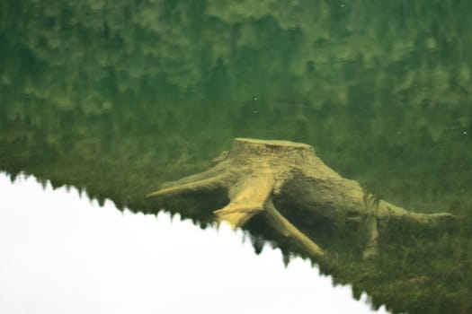 single stump under trasparent water