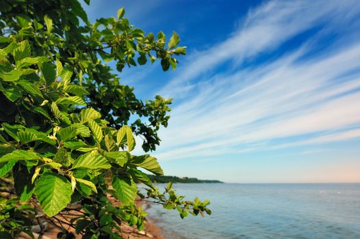 Green branches of bushes on the sea coast