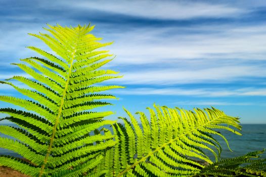 Long green ferns on the background sea and sky