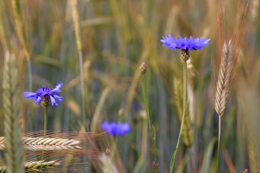 photo of bluebottle blossoms in a wheat field