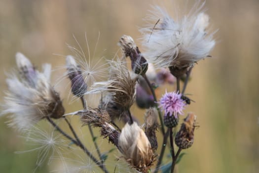 thistle