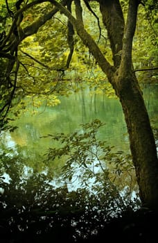 Beautiful landscape with a tree by the lake in springtime