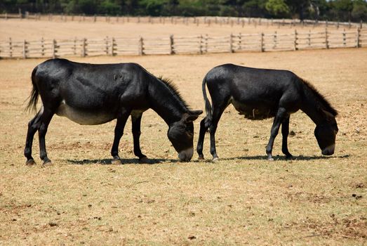 Two donkeys on a farm on a warm summer day