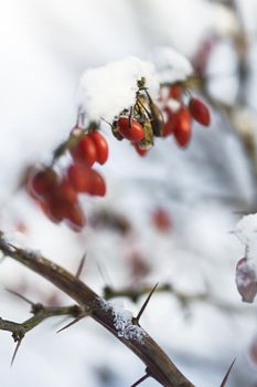 barberry bush covered in snow