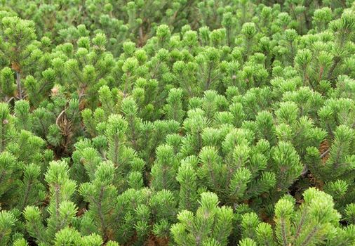 Green branch of the pine tree close up photo