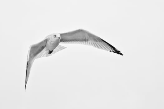 A white seagull flying up in the air on an overcast day with clouds in the background