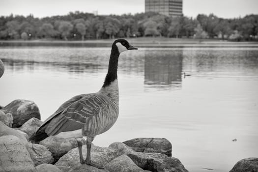 A Canadian goose with standing on the shores of Wascana lake